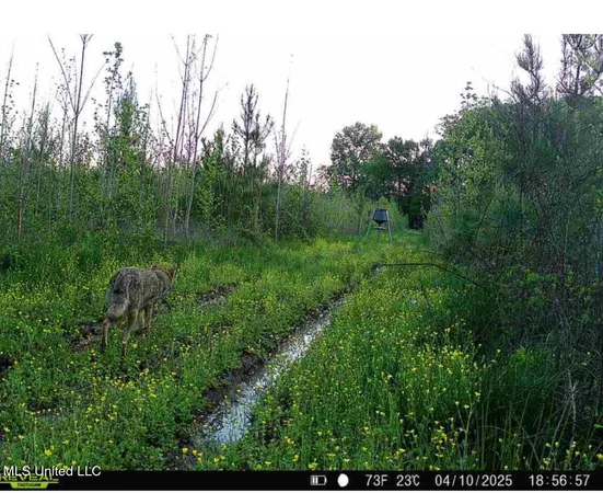 $350,000 | 911 Smith Co Road 563, Pulaski, MS 39152