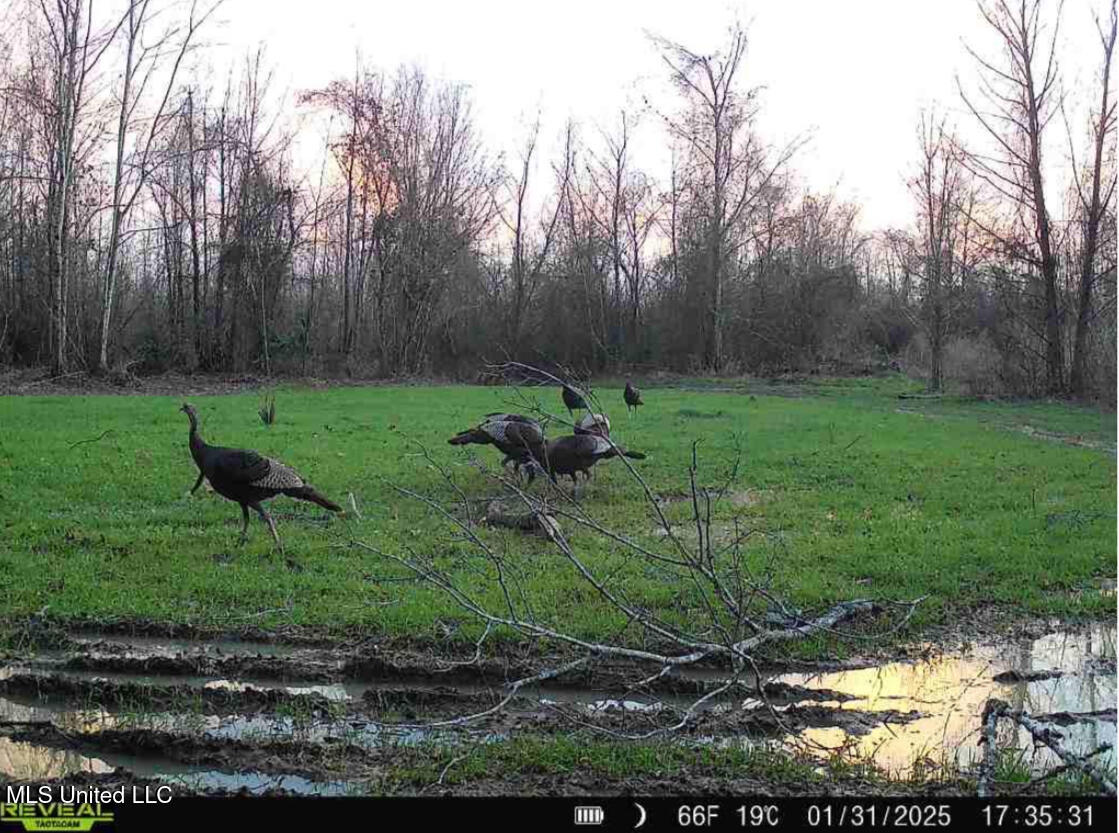 911 Smith Co Road 563 Pulaski, MS 39152 - Photo 55 of 55 IMG_7558