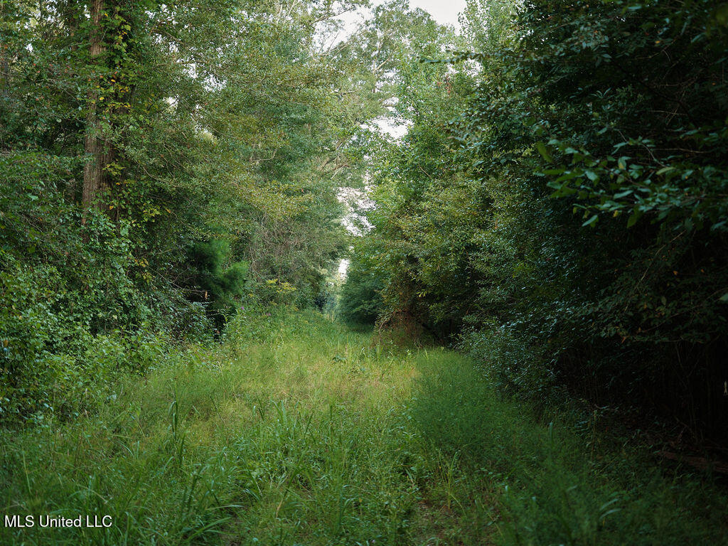 911 Smith Co Road 563 Pulaski, MS 39152 - Photo 9 of 55 DSCF0620
