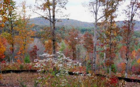Lot19 Beaver Ridge Road Blairsville, GA 30512 - Photo 1 of 1 Main View