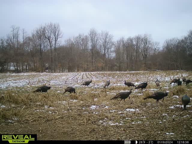 0 New Lakton Road Bardwell, KY 42023 - Photo 24 of 36 IMG_8474