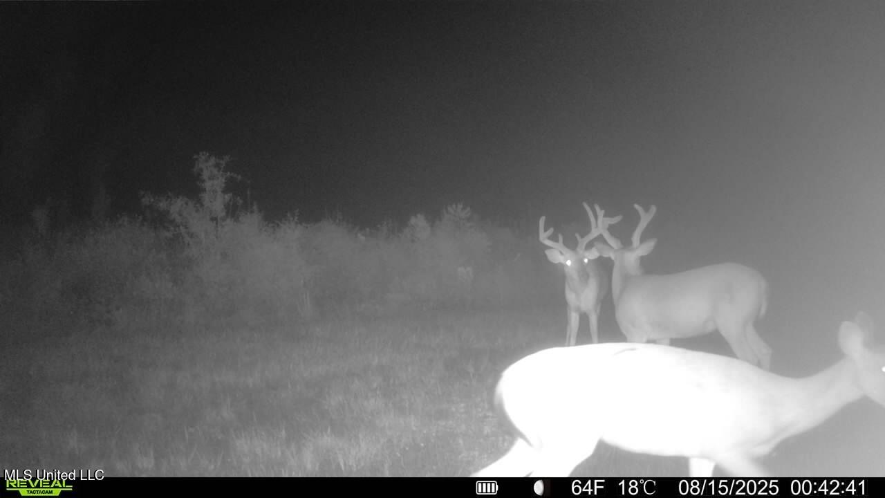 Ebenezer Church Road Bassfield, MS 39421 - Photo 5 of 15 IMG_1665