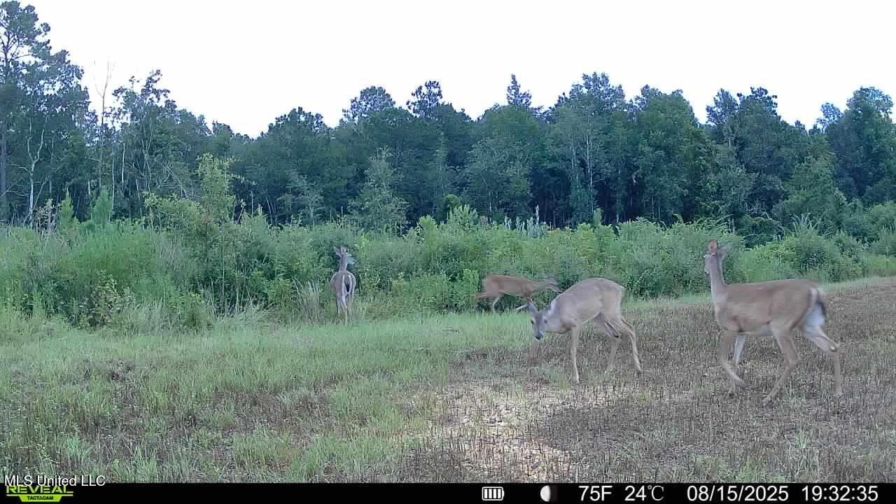Ebenezer Church Road Bassfield, MS 39421 - Photo 6 of 15 IMG_1664