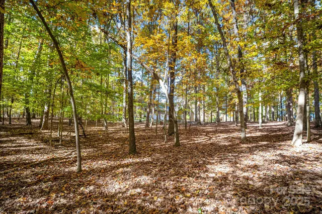 a view of tree covered with tall trees