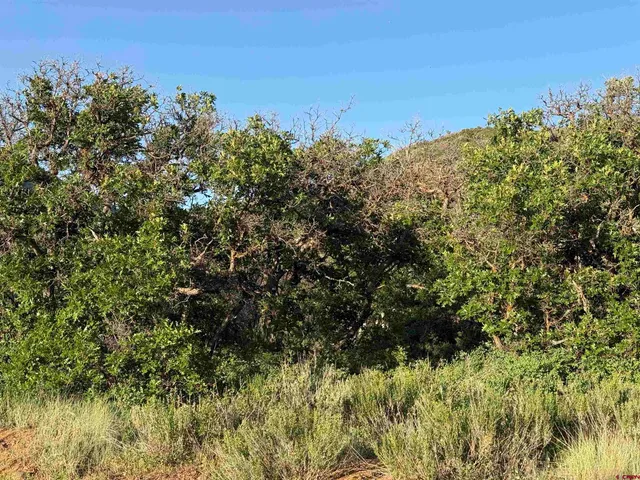 a view of a forest with a mountain in the background
