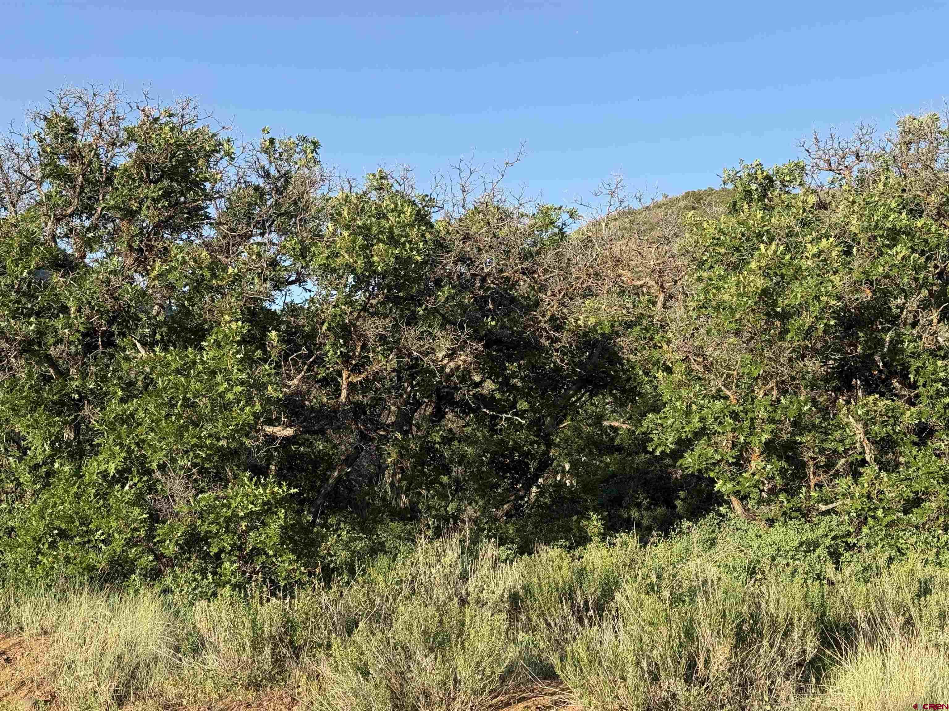 43867 Long Gulch Road Crawford, CO 81415 - Photo 11 of 45 a view of a large trees with lots of plants in front of it