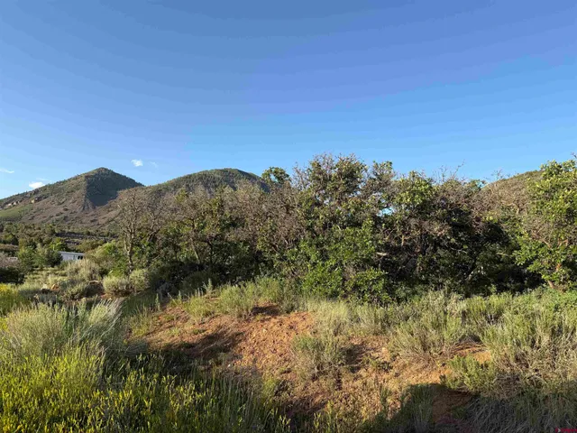 a view of a large tree with a yard