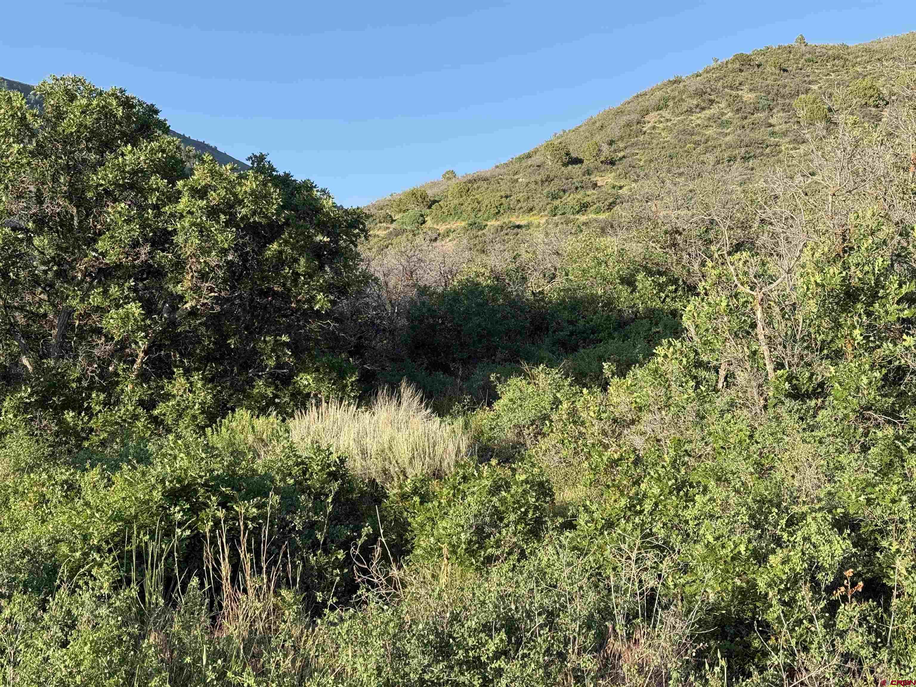43867 Long Gulch Road Crawford, CO 81415 - Photo 13 of 45 a view of a large tree with a yard