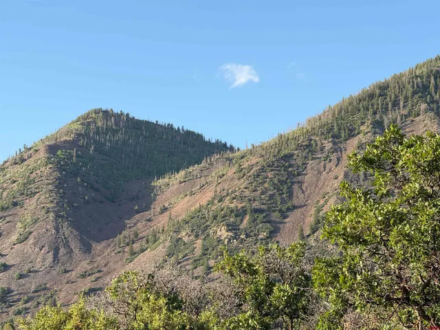 a view of a large yard with lots of bushes
