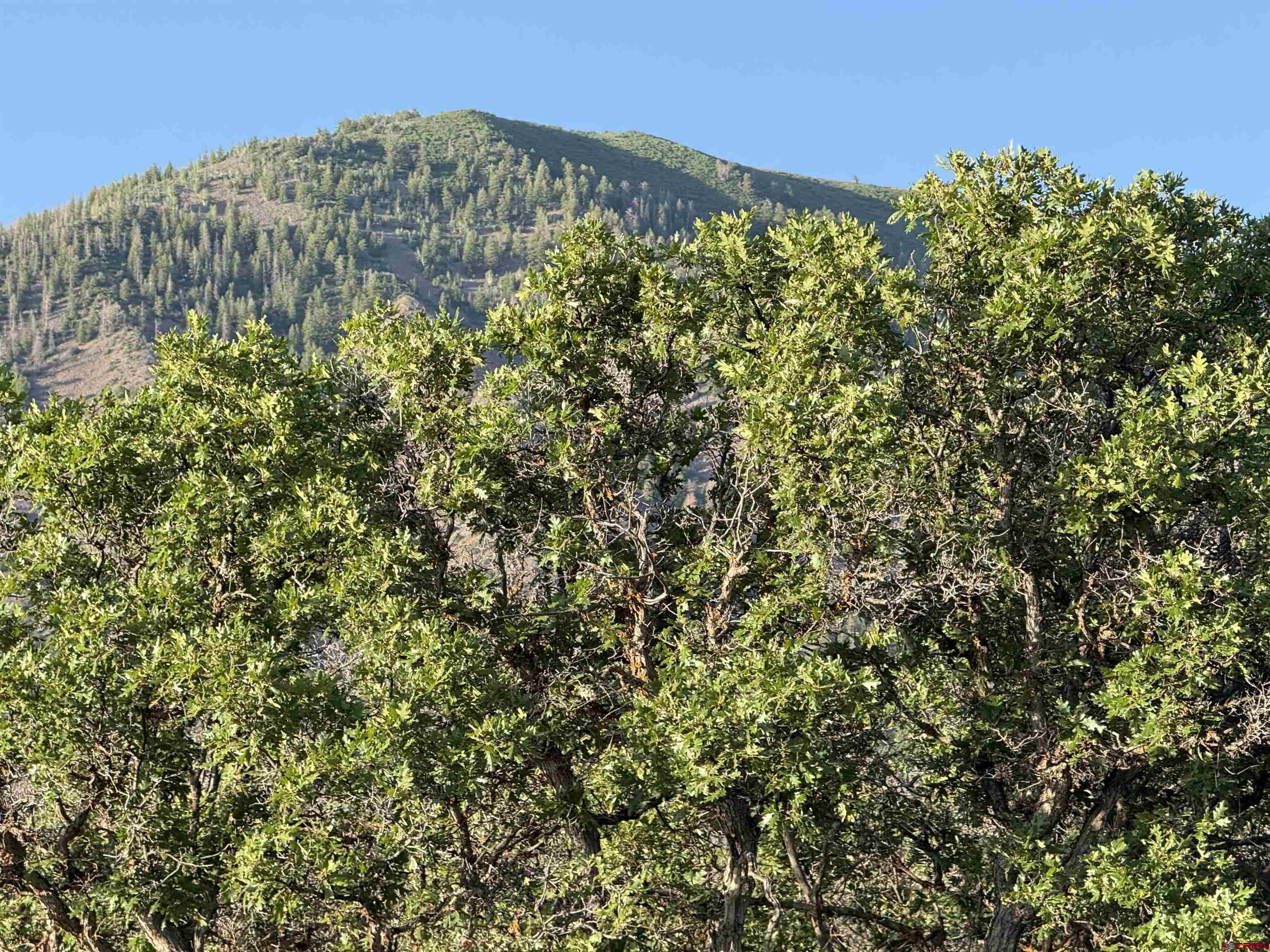 43867 Long Gulch Road Crawford, CO 81415 - Photo 15 of 45 a view of a large yard with lots of bushes