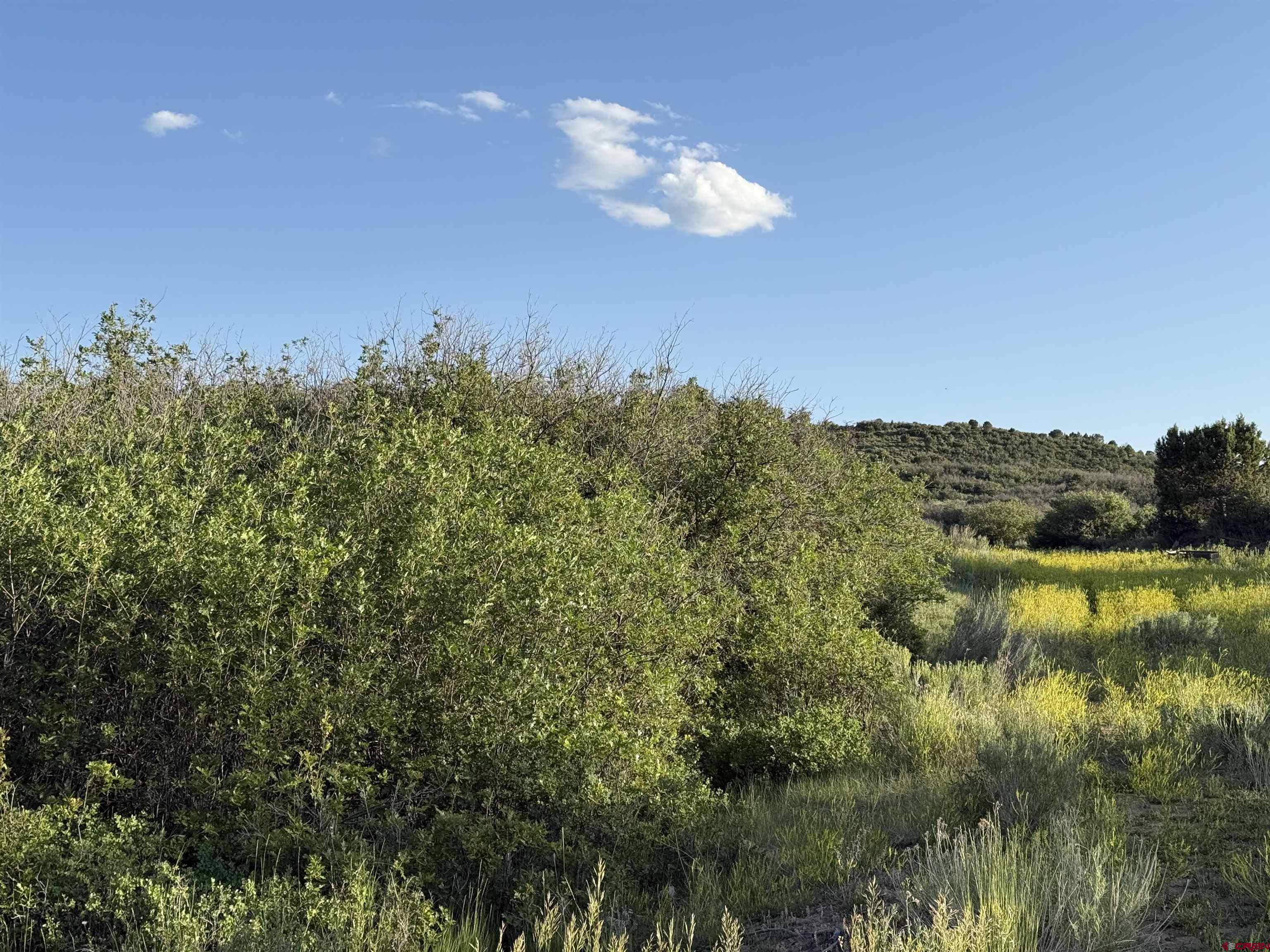 43867 Long Gulch Road Crawford, CO 81415 - Photo 7 of 45 a view of a lake in middle of forest