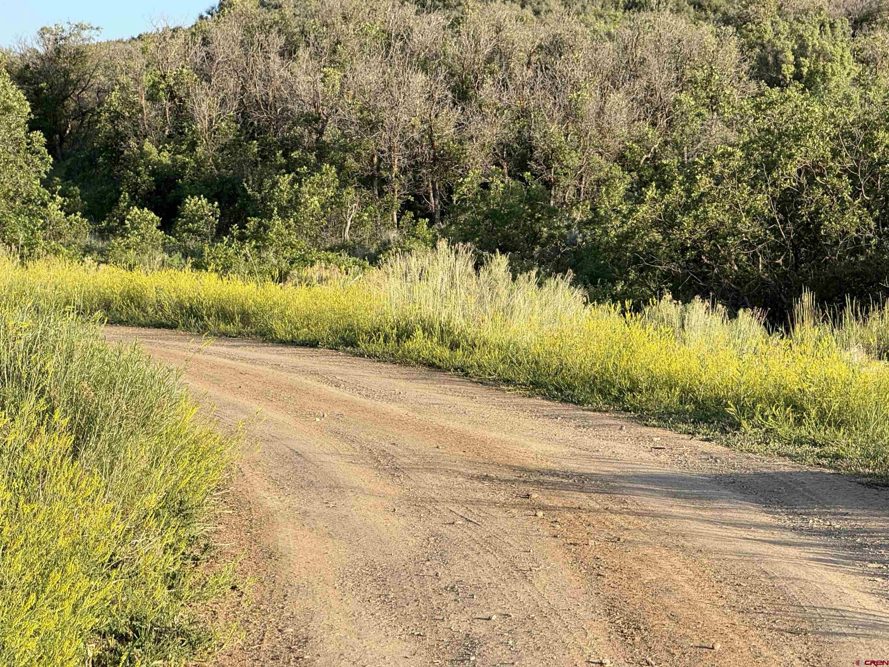 43867 Long Gulch Road Crawford, CO 81415 - Photo 9 of 45 a view of a yard