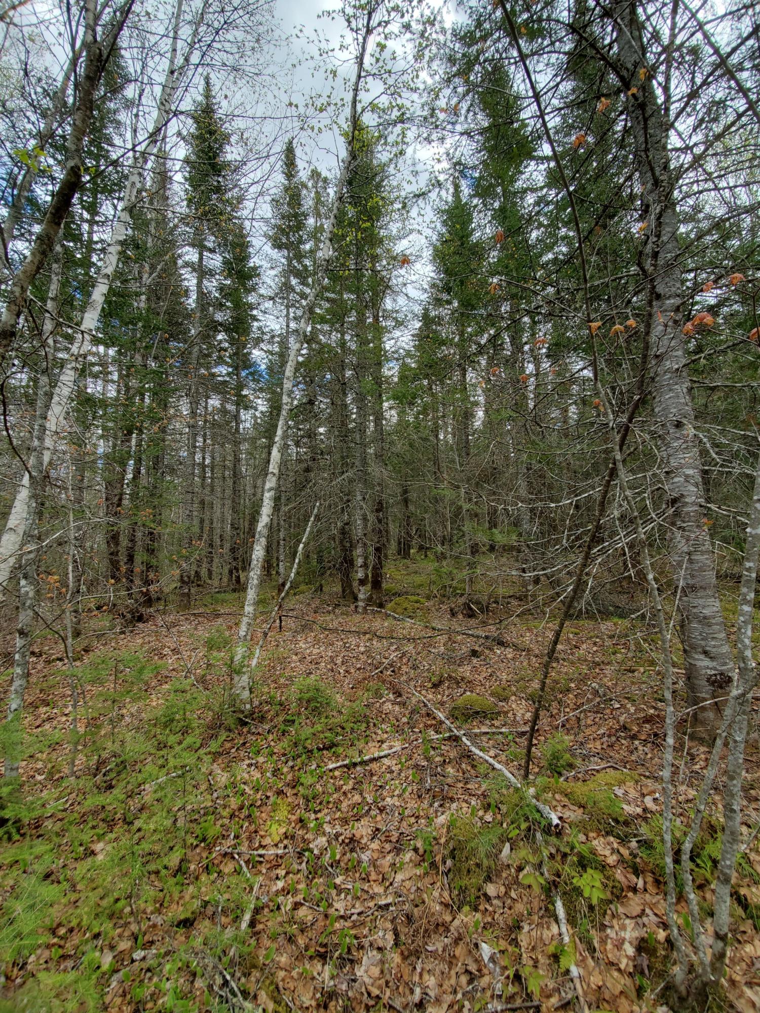 Lot 14 New Streme Wesley, ME 04686 - Photo 12 of 45 20210509_125757_resized_1