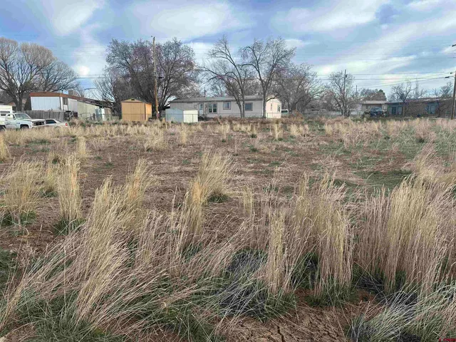 a view of a yard with large trees