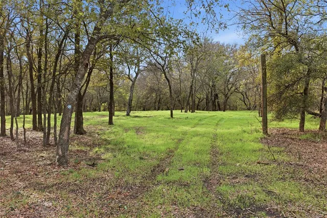 a view of a trees in a yard