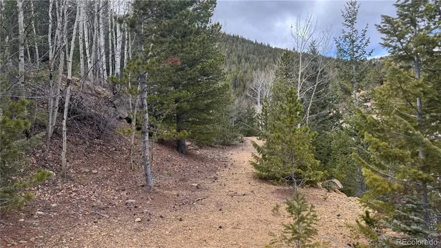 a view of a yard with plants and trees
