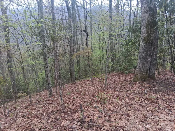 a view of a forest with trees