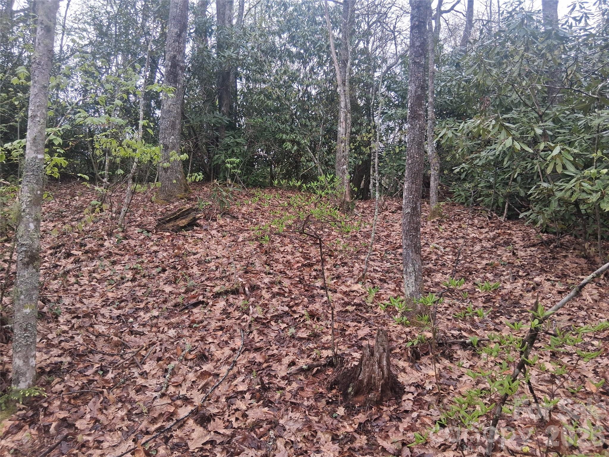 0 Bear Creek Road Marshall, NC 28753 - Photo 2 of 5 a view of a forest filled with trees