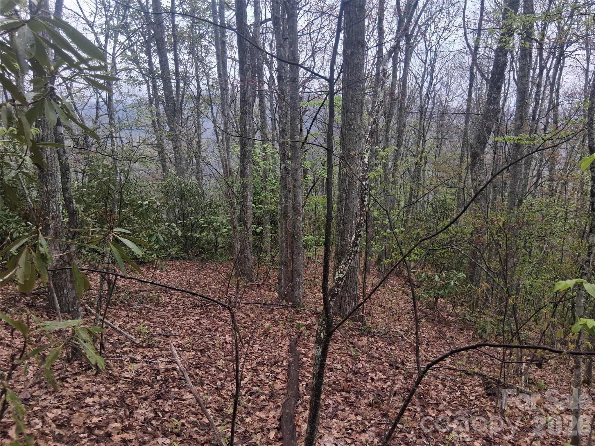 0 Bear Creek Road Marshall, NC 28753 - Photo 3 of 5 a view of a forest with trees