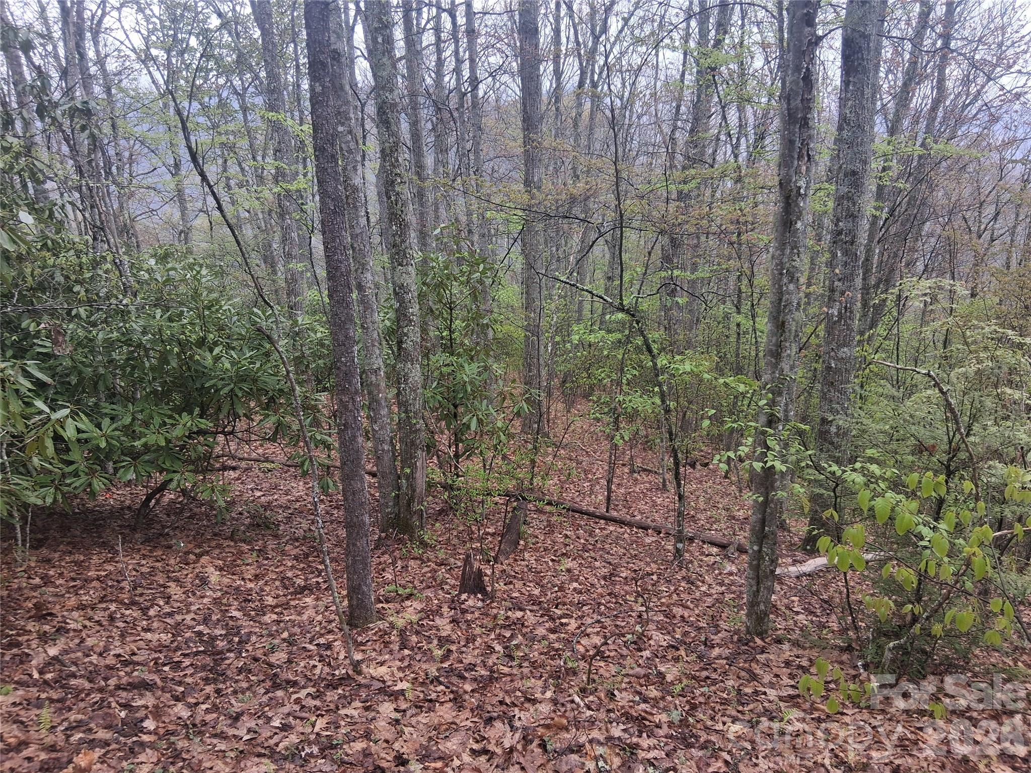 0 Bear Creek Road Marshall, NC 28753 - Photo 4 of 5 a view of a forest with trees