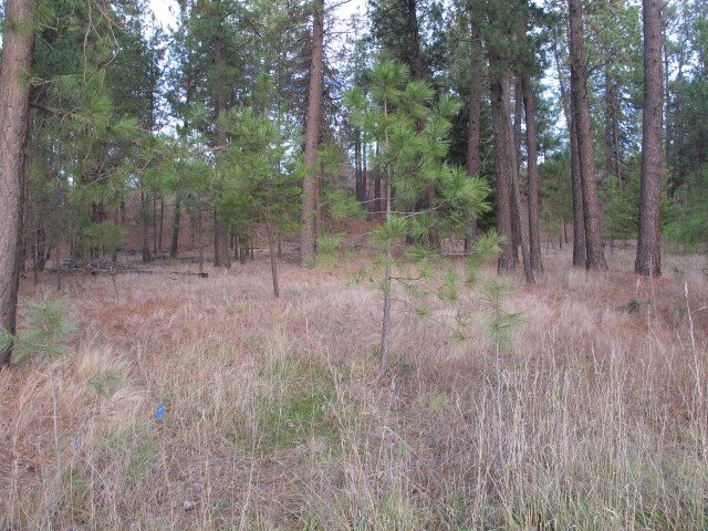 716 East Kilgore Road Colbert, WA 99005 - Photo 20 of 20