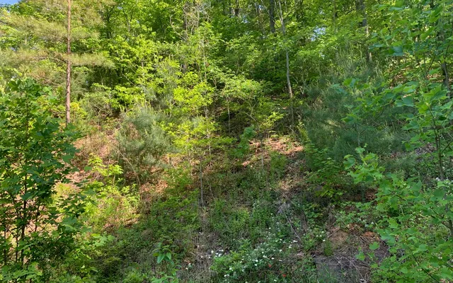 $29,900 | Lot 4 Trillium Heights, Brasstown, NC 28902