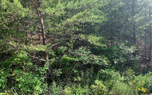 $29,900 | Lot 4 Trillium Heights, Brasstown, NC 28902