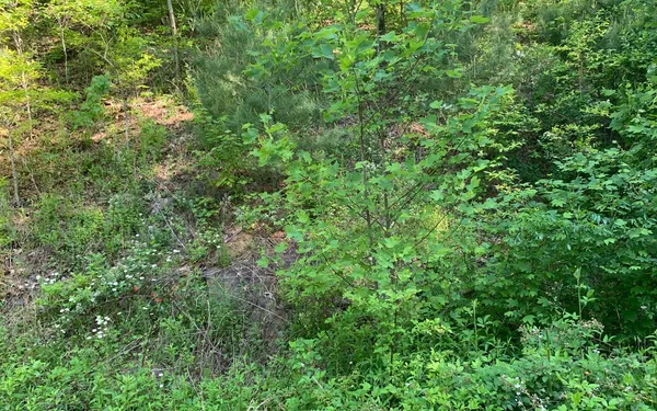 $29,900 | Lot 4 Trillium Heights, Brasstown, NC 28902