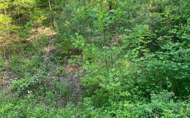 $29,900 | Lot 4 Trillium Heights, Brasstown, NC 28902