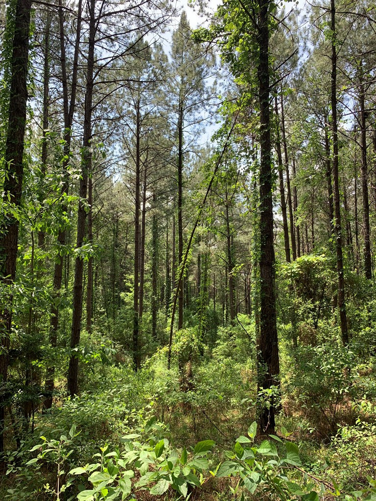 84 Applewhite Road McCall Creek, MS 39647 - Photo 11 of 24 Photo 11