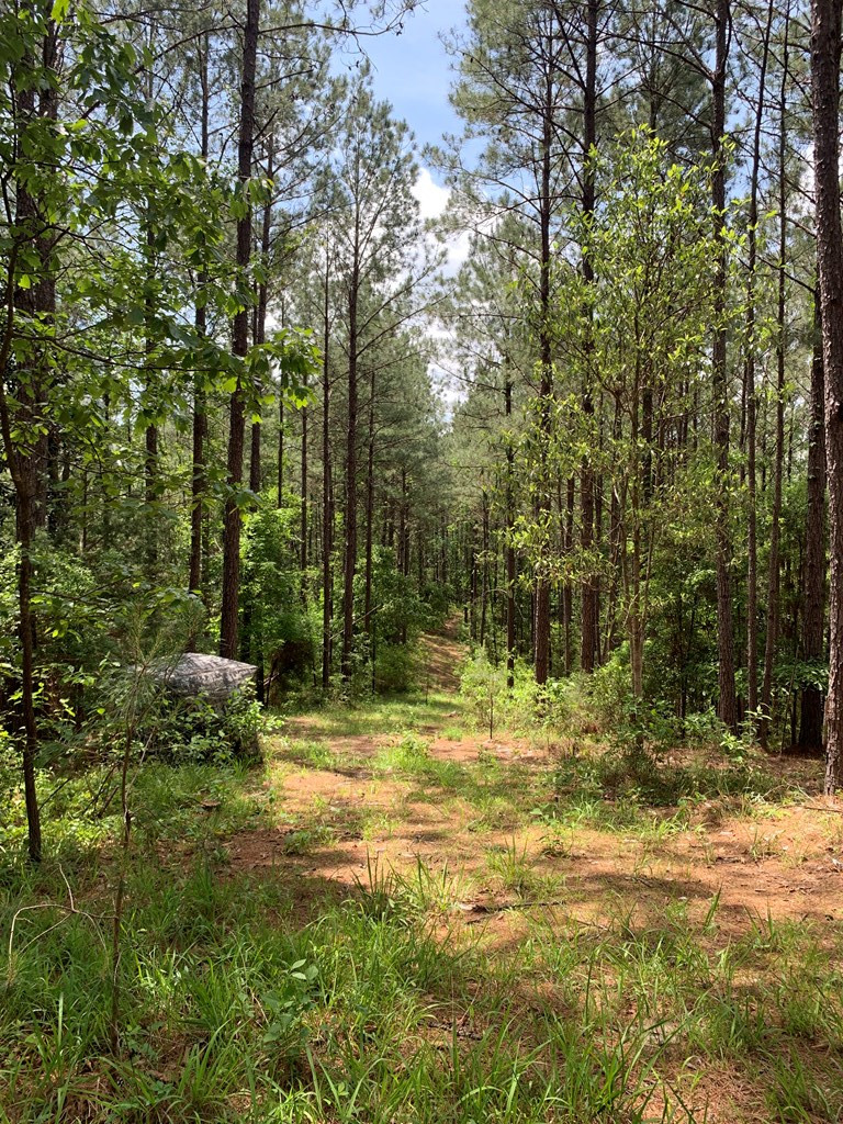 84 Applewhite Road McCall Creek, MS 39647 - Photo 13 of 24 Photo 13