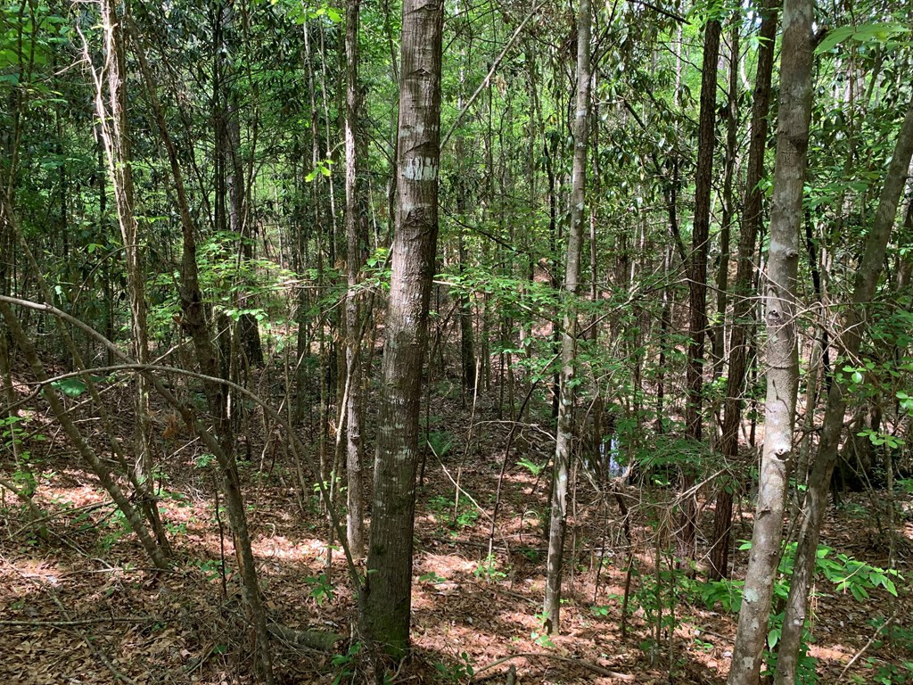 84 Applewhite Road McCall Creek, MS 39647 - Photo 14 of 24 Photo 14