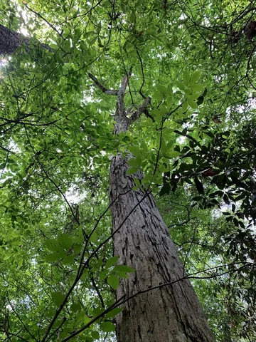 $1,044,932 | 84 Applewhite Road, McCall Creek, MS 39647