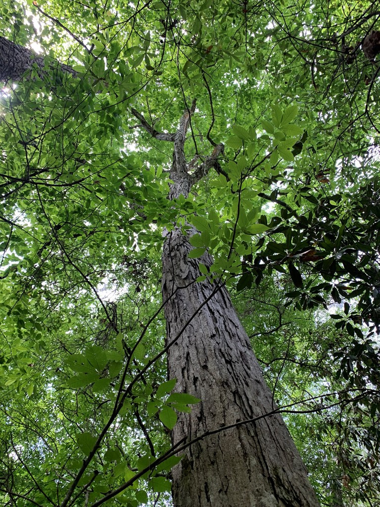 84 Applewhite Road McCall Creek, MS 39647 - Photo 18 of 24 Photo 18