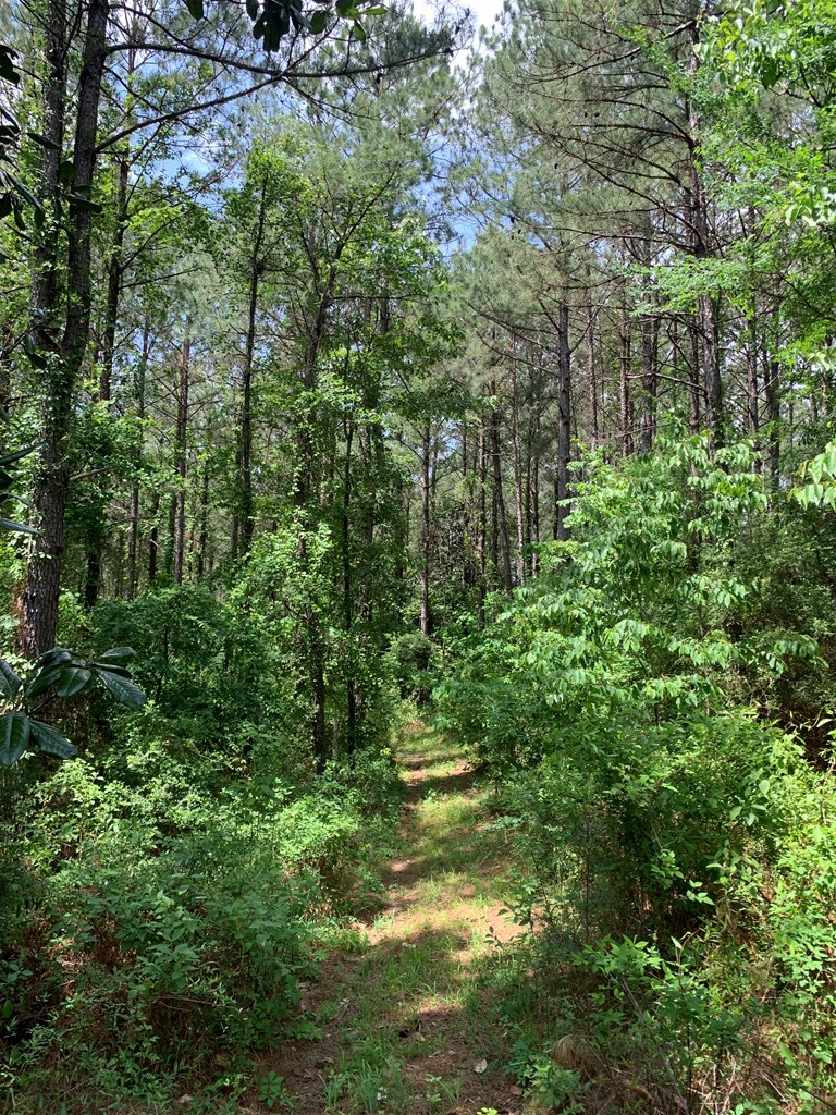 84 Applewhite Road McCall Creek, MS 39647 - Photo 10 of 24 Photo 10