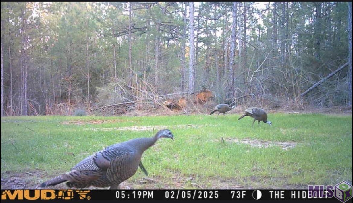 Tbd Jerusalem Road Liberty, MS 39645 - Photo 27 of 60 Gallery Image 27