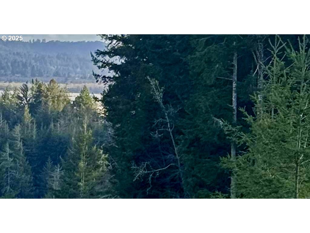 0 East Bay Road North Bend, OR 97459 - Photo 1 of 2 a black and white photo of a forest