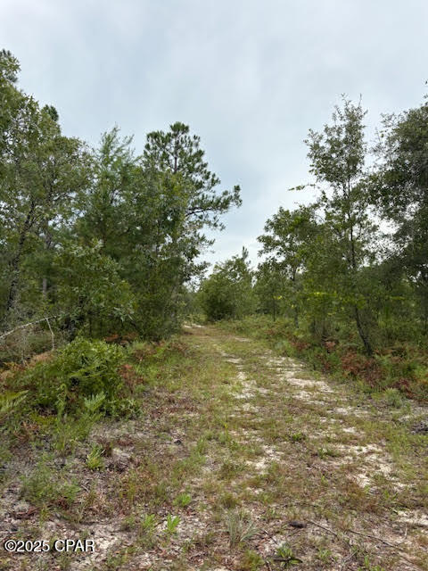 4539 Northwest Miller/white Ln Road Altha, FL 32421 - Photo 36 of 79