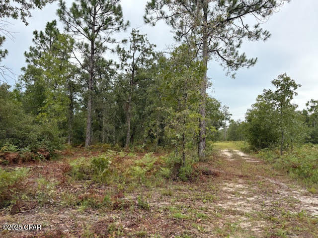 4539 Northwest Miller/white Ln Road Altha, FL 32421 - Photo 37 of 79