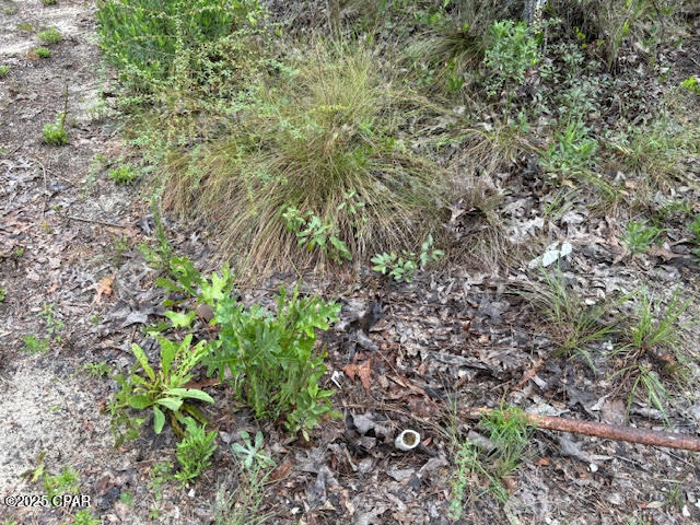 4539 Northwest Miller/white Ln Road Altha, FL 32421 - Photo 48 of 79