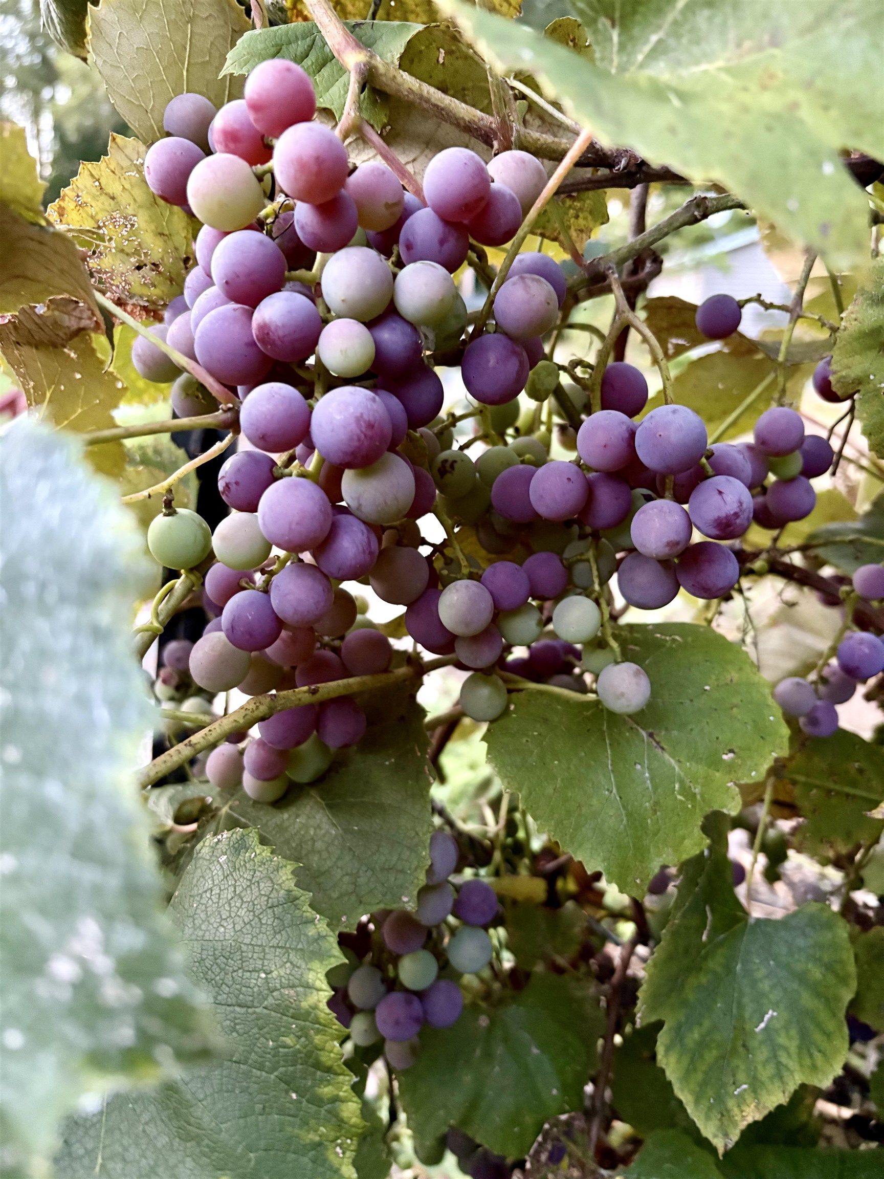 3405 CTH C Pulaski, WI 54162 - Photo 35 of 46