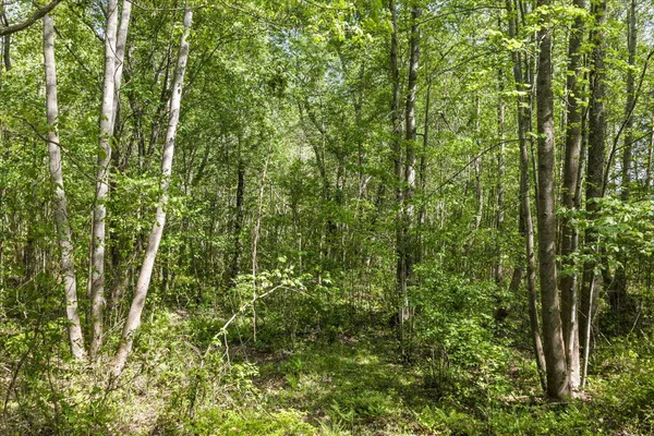 $54,990 | Lot 96 Sturgeon Road, Lawrenceville, VA 23868