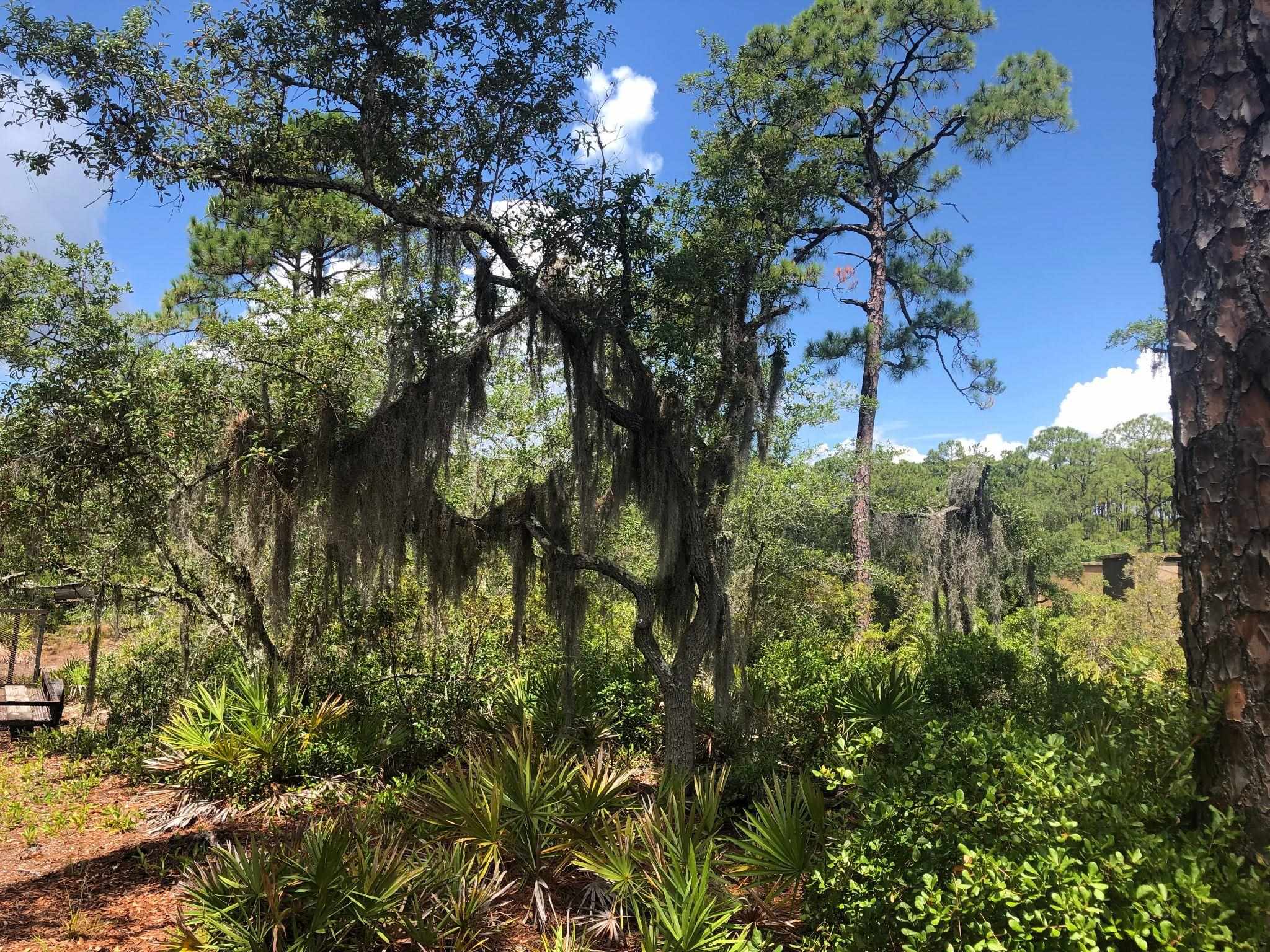 Xxx Mashes Sands Road Ochlockonee Bay, FL 32346 - Photo 3 of 11