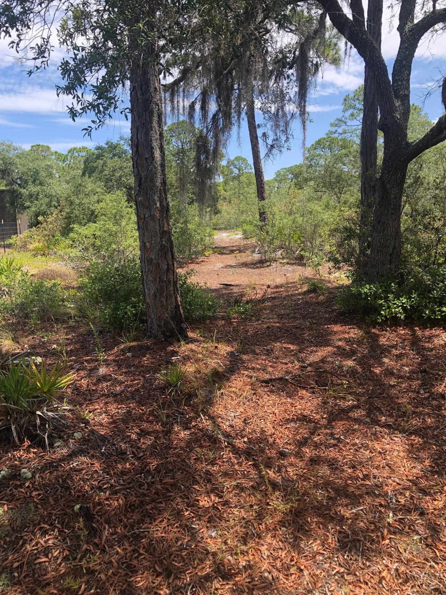 Xxx Mashes Sands Road Ochlockonee Bay, FL 32346 - Photo 4 of 11