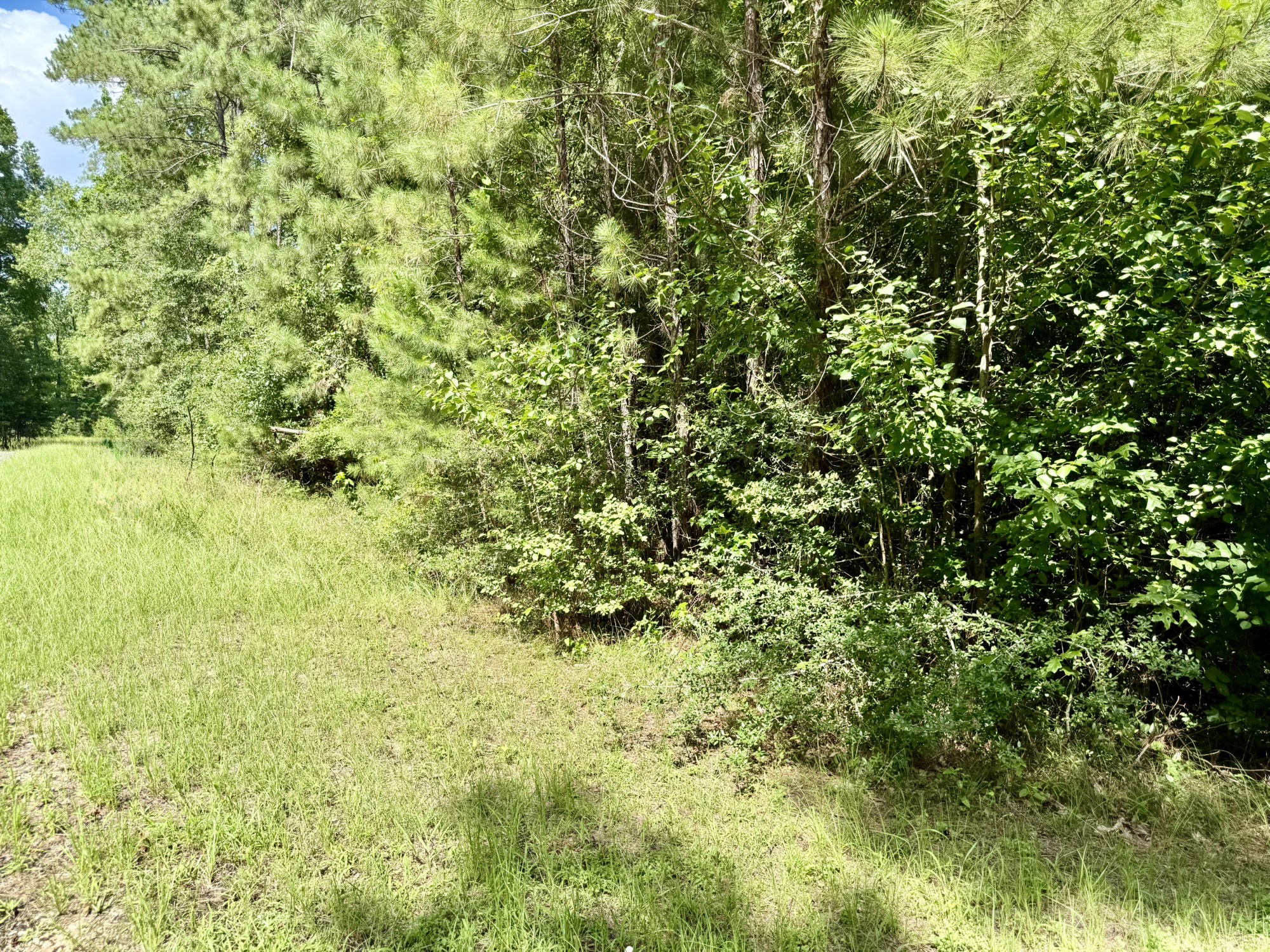 Tbd Tbd Spring Creek Drive Coldspring, TX 77331 - Photo 4 of 9