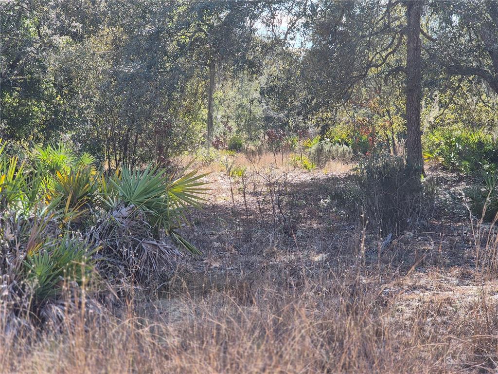0 Northeast 78th Lane Bronson, FL 32621 - Photo 2 of 8 a view of bushes and trees