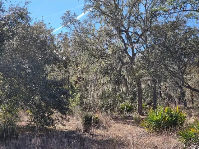 a view of a forest with trees in the background