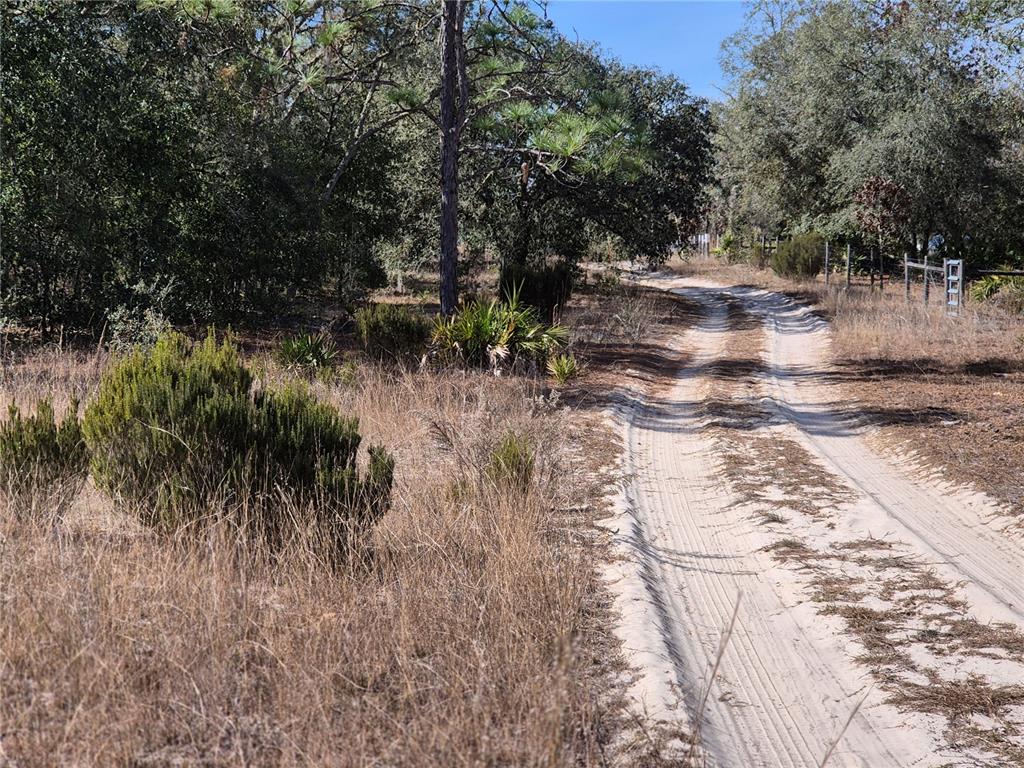 0 Northeast 78th Lane Bronson, FL 32621 - Photo 4 of 8 a view of a yard with plants and large trees