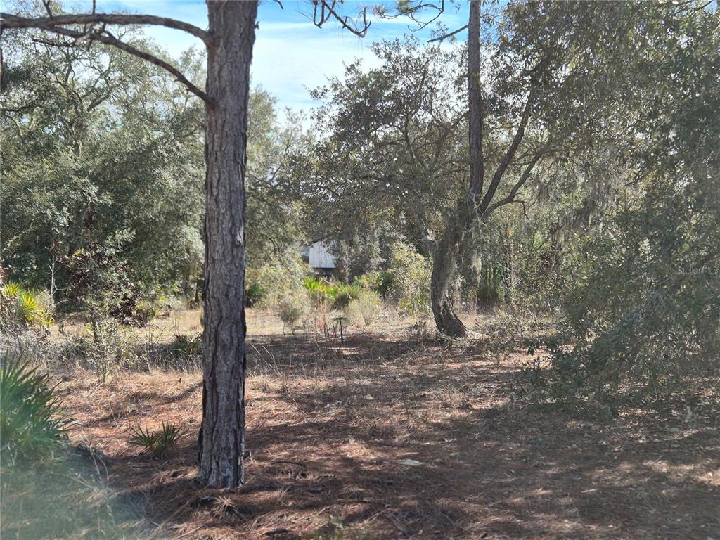 0 Northeast 78th Lane Bronson, FL 32621 - Photo 6 of 8 a view of a tree in the forest