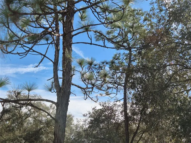 a view of a tree with a yard